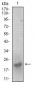 BDNF Antibody